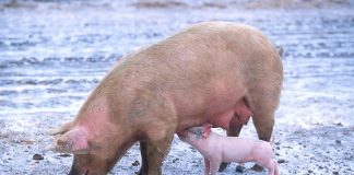 Advancements made on African swine fever pig