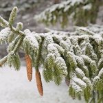 Walk in the woods provides Christmas Eve to remember snowy pine branch