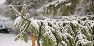 Walk in the woods provides Christmas Eve to remember snowy pine branch