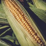 January USDA reports finally at hand sweet corn