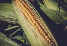 Three major commodities, three different trends sweet corn