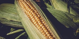 Economic crash still defines market sweet corn