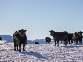 Winter livestock care: Essential tips for shelter, water and nutrition cattle in snow