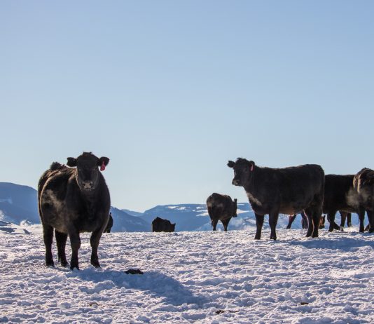 Winter livestock care: Essential tips for shelter, water and nutrition cattle in snow
