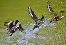 Ohio Wildlife Council receives amended 2024-25 season dates duck