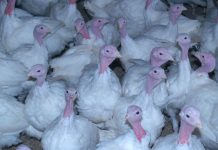 $1 billion to refinance status quo won’t stop ag pandemics turkey farm