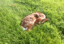 Keep young wildlife wild this spring fawn laying down