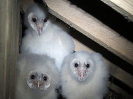 Changes in ag lead to decline of barn owls barn owls