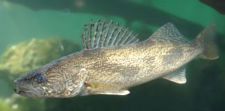 Winter fishers don’t need to break the ice Saugeye