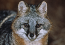 Report furbearer sightings to contribute to wildlife research grey fox