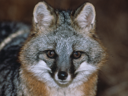 grey fox