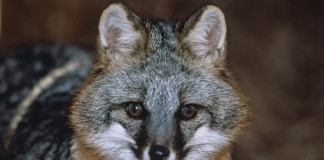 Getting to the bottom of gray fox decline grey fox
