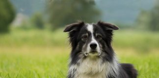 Farm life full of roses and thorns border collie