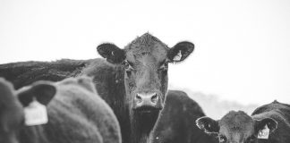 beef cattle