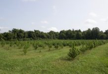 First USDA hemp report shows tough harvest, but major potential for crop A field with hemp plants growing in it.