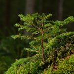 Give your trees a great start when planting conifer
