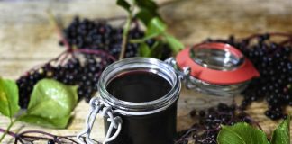Benefits of elderberries make work worth it Elderberries
