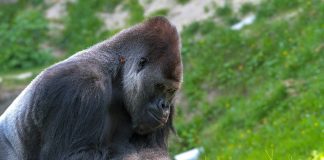 Zoo gorillas test COVID positive gorilla