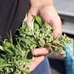 A close up view of the top of a harvested hemp plant.