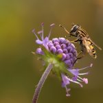 Conservation persevered in 2020 hoverfly