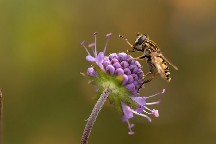 hoverfly