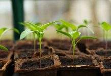 A successful garden starts with the seeds chili pepper seedling