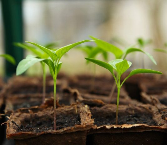 chili pepper seedling