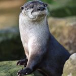 river otter