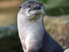 river otter