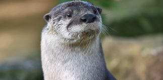 River otters return and thrive in Ohio waterways river otter