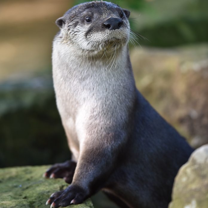 river otter river otter