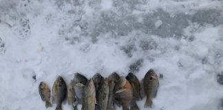 Perseverance pays off when ice fishing ice fishing