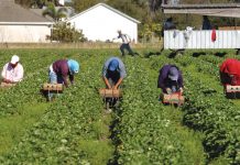 Rural America has enough problems — why should we create new ones? migrant workers pick strawberries