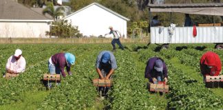 migrant workers pick strawberries
