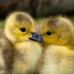 duckling