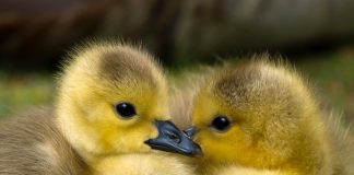 duckling
