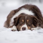 How to take care of animals in cold weather australian shepherd in the snow