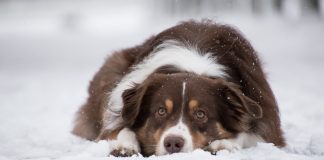 How to take care of animals in cold weather australian shepherd in the snow