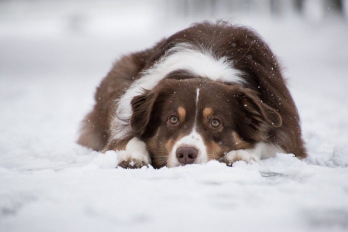 australian shepherd in the snow