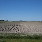 Peters Egbedi receives LACA Scholarship crop rows