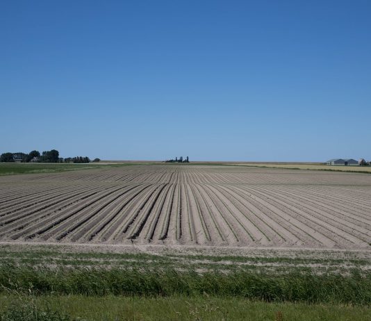 Peters Egbedi receives LACA Scholarship crop rows