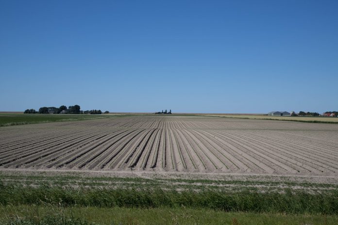 crop rows