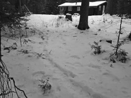 The tale of a livestock guardian dog and a cat Snow path
