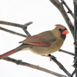 female cardinal