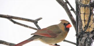 female cardinal