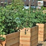 A home gardener’s guide to crop rotation raised bed garden