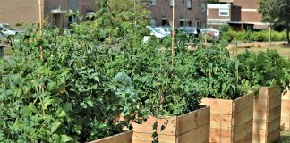 A home gardener’s guide to crop rotation raised bed garden