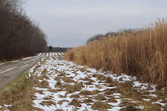 miscanthus miscanthus field