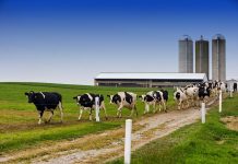 Genetic defects in dairy cattle ohio dairy farm