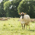 Dairy co-op launches loan program to fund renewable energy upgrades jersey cow